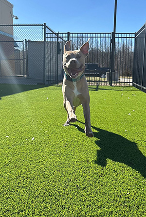 Dog running - up for adoption